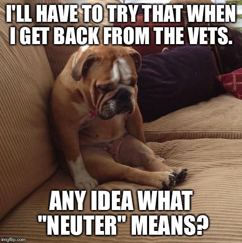 I'LL HAVE TO TRY THAT WHEN I GET BACK FROM THE VETS. ANY IDEA WHAT "NEUTER" MEANS? | made w/ Imgflip meme maker