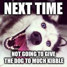 NEXT TIME; NOT GOING TO GIVE THE DOG TO MUCH KIBBLE | image tagged in dog gone mad | made w/ Imgflip meme maker
