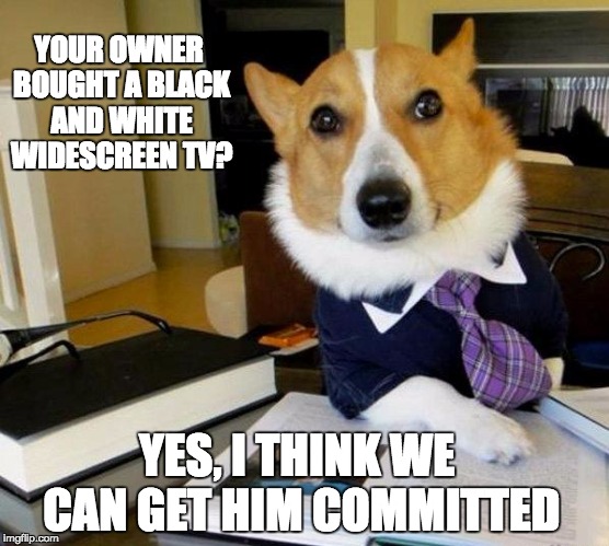 Lawyer dog | YOUR OWNER BOUGHT A BLACK AND WHITE WIDESCREEN TV? YES, I THINK WE CAN GET HIM COMMITTED | image tagged in lawyer dog | made w/ Imgflip meme maker