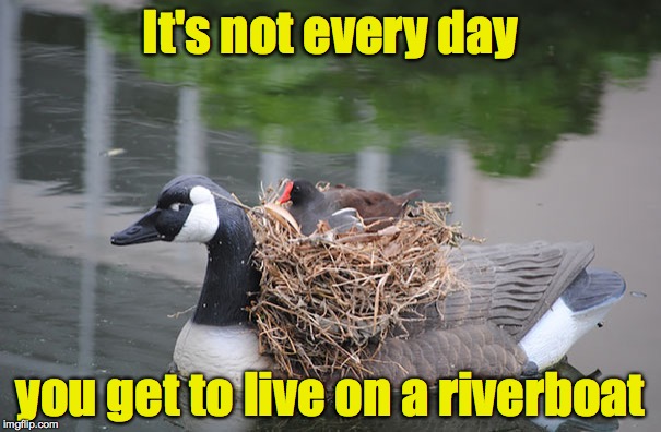 Housing shortage? No problem | It's not every day; you get to live on a riverboat | image tagged in bird,nest,decoy | made w/ Imgflip meme maker