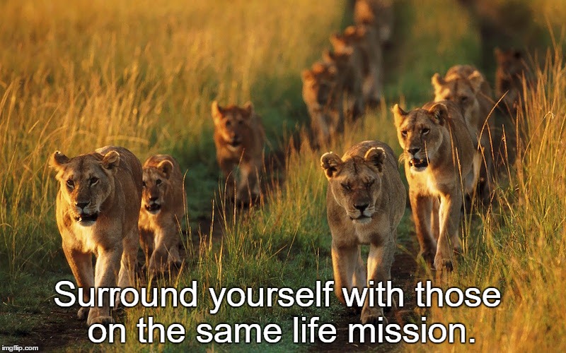 Strength through unity | Surround yourself with those on the same life mission. | image tagged in lions,memes | made w/ Imgflip meme maker