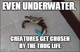 Thug crab | EVEN UNDERWATER, CREATURES GET CHOSEN BY THE THUG LIFE. | image tagged in crab,thug life,knife | made w/ Imgflip meme maker