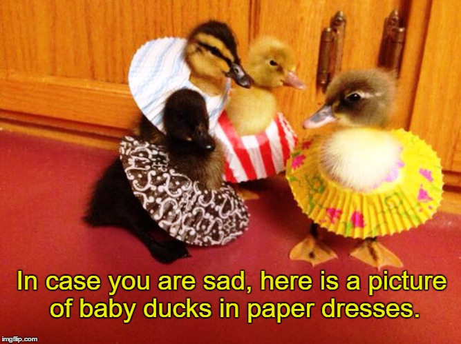 Baby ducks | In case you are sad, here is a picture of baby ducks in paper dresses. | image tagged in memes,ducks | made w/ Imgflip meme maker