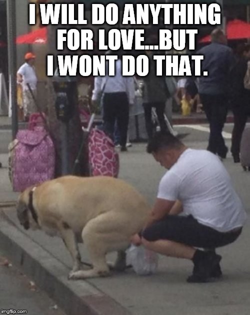 do anything for love | I WILL DO ANYTHING FOR LOVE...BUT I WONT DO THAT. | image tagged in dogs | made w/ Imgflip meme maker