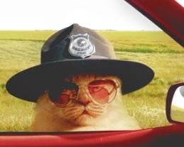 kitteh cop Blank Meme Template
