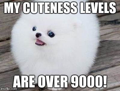 Pomeranian | MY CUTENESS LEVELS; ARE OVER 9000! | image tagged in over 9000 | made w/ Imgflip meme maker