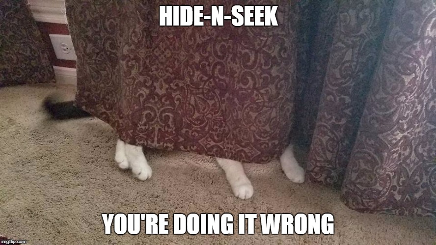 HIDE-N-SEEK; YOU'RE DOING IT WRONG | image tagged in cat,you're doing it wrong | made w/ Imgflip meme maker