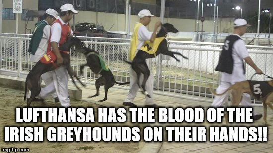 Irish Greyhounds | LUFTHANSA HAS THE BLOOD OF THE IRISH GREYHOUNDS ON THEIR HANDS!! | image tagged in dogs | made w/ Imgflip meme maker