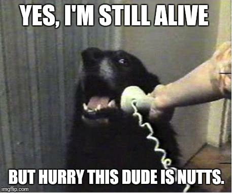 Yes this is dog | YES, I'M STILL ALIVE; BUT HURRY THIS DUDE IS NUTTS. | image tagged in yes this is dog | made w/ Imgflip meme maker