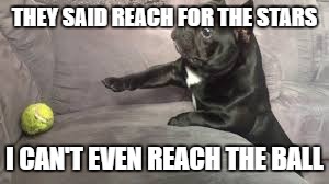 When you fail at life | THEY SAID REACH FOR THE STARS; I CAN'T EVEN REACH THE BALL | image tagged in reach for the ball,life,dog,ball,fail | made w/ Imgflip meme maker