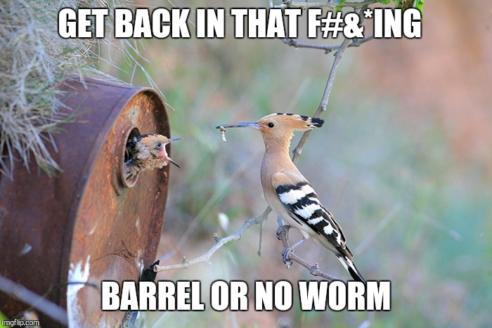 TAKE NO BULLSH*T | GET BACK IN THAT F#&*ING; BARREL OR NO WORM | image tagged in memes,meme,funny meme,original meme | made w/ Imgflip meme maker