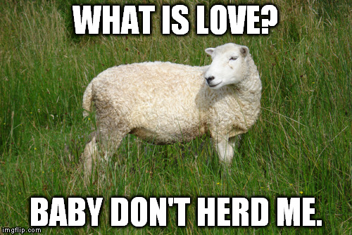 Mis herd lyrics | WHAT IS LOVE? BABY DON'T HERD ME. | image tagged in sheep | made w/ Imgflip meme maker