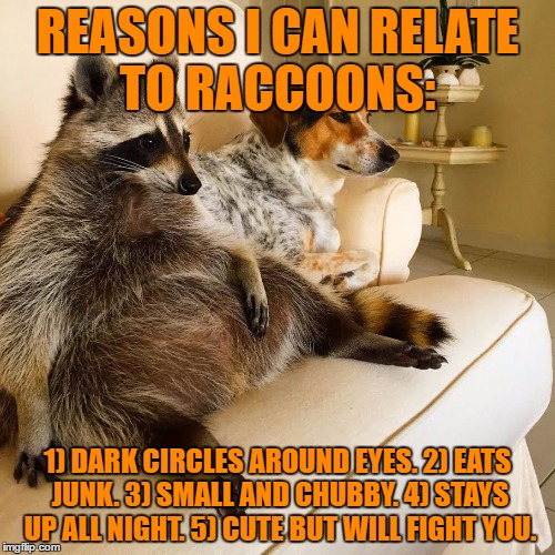 relating to racoons | REASONS I CAN RELATE TO RACCOONS:; 1) DARK CIRCLES AROUND EYES. 2) EATS JUNK. 3) SMALL AND CHUBBY. 4) STAYS UP ALL NIGHT. 5) CUTE BUT WILL FIGHT YOU. | image tagged in racoon tv,dark circles,chubby,junk food,funny memes | made w/ Imgflip meme maker