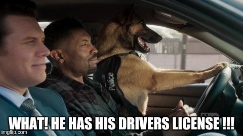 cops just working together  | WHAT! HE HAS HIS DRIVERS LICENSE !!! | image tagged in cops | made w/ Imgflip meme maker