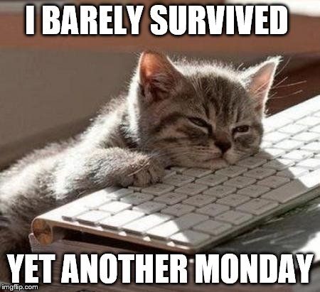 Is it Friday yet? | I BARELY SURVIVED; YET ANOTHER MONDAY | image tagged in tired cat | made w/ Imgflip meme maker