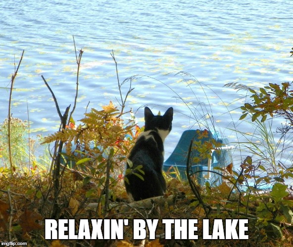Tuxedo kitteh | RELAXIN' BY THE LAKE | image tagged in memes | made w/ Imgflip meme maker