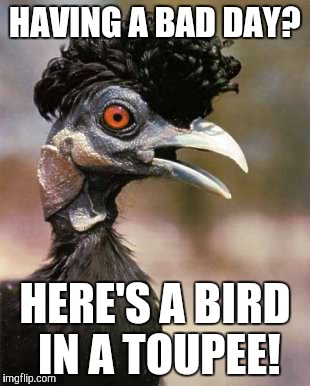 elvis bird | HAVING A BAD DAY? HERE'S A BIRD IN A TOUPEE! | image tagged in elvis bird | made w/ Imgflip meme maker