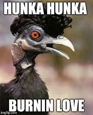 elvis bird | HUNKA HUNKA; BURNIN LOVE | image tagged in elvis bird | made w/ Imgflip meme maker