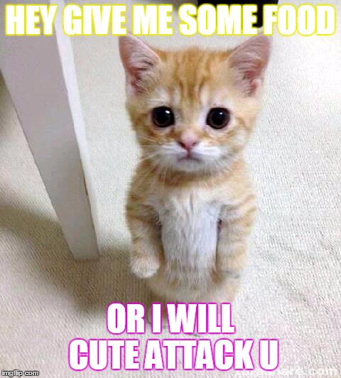 Cute Cat | HEY GIVE ME SOME FOOD; OR I WILL CUTE ATTACK U | image tagged in memes,cute cat | made w/ Imgflip meme maker