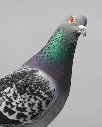 High Quality Pigeon Blank Meme Template