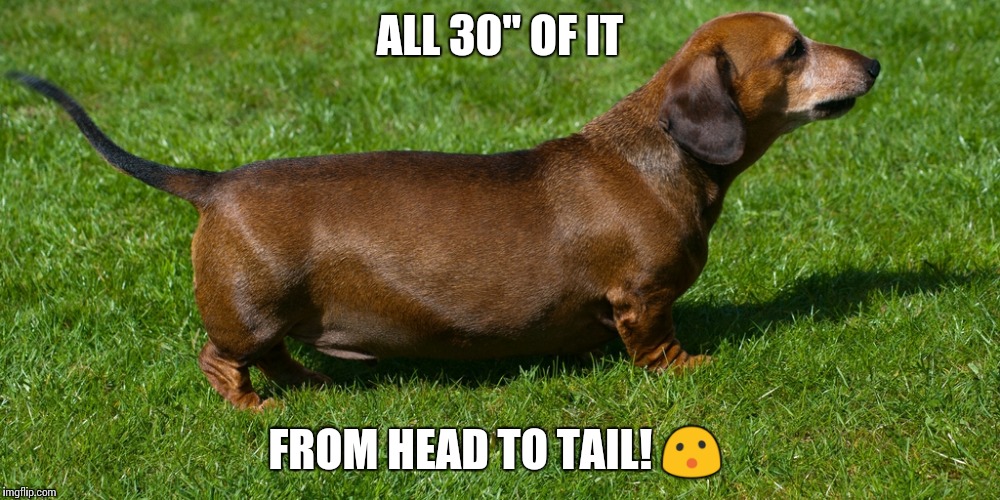 ALL 30" OF IT FROM HEAD TO TAIL!  | made w/ Imgflip meme maker