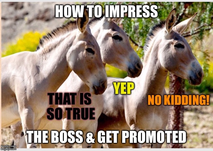 SMART ASSES | HOW TO IMPRESS; THE BOSS & GET PROMOTED | image tagged in business | made w/ Imgflip meme maker