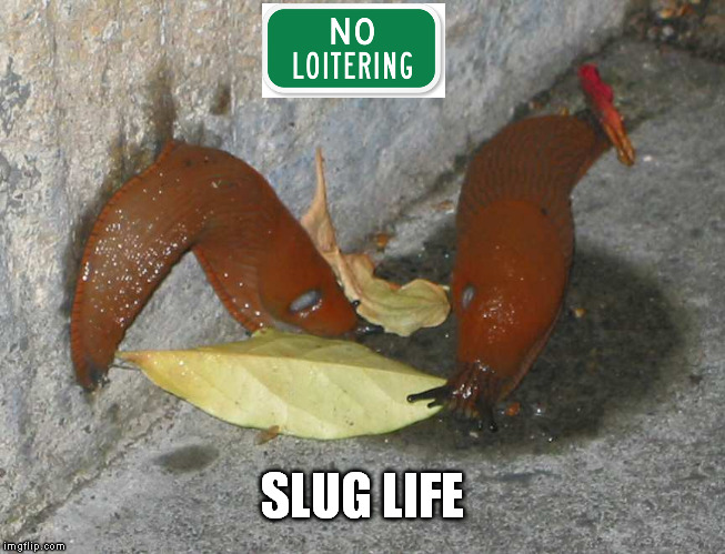 Yolo | SLUG LIFE | image tagged in thug life | made w/ Imgflip meme maker