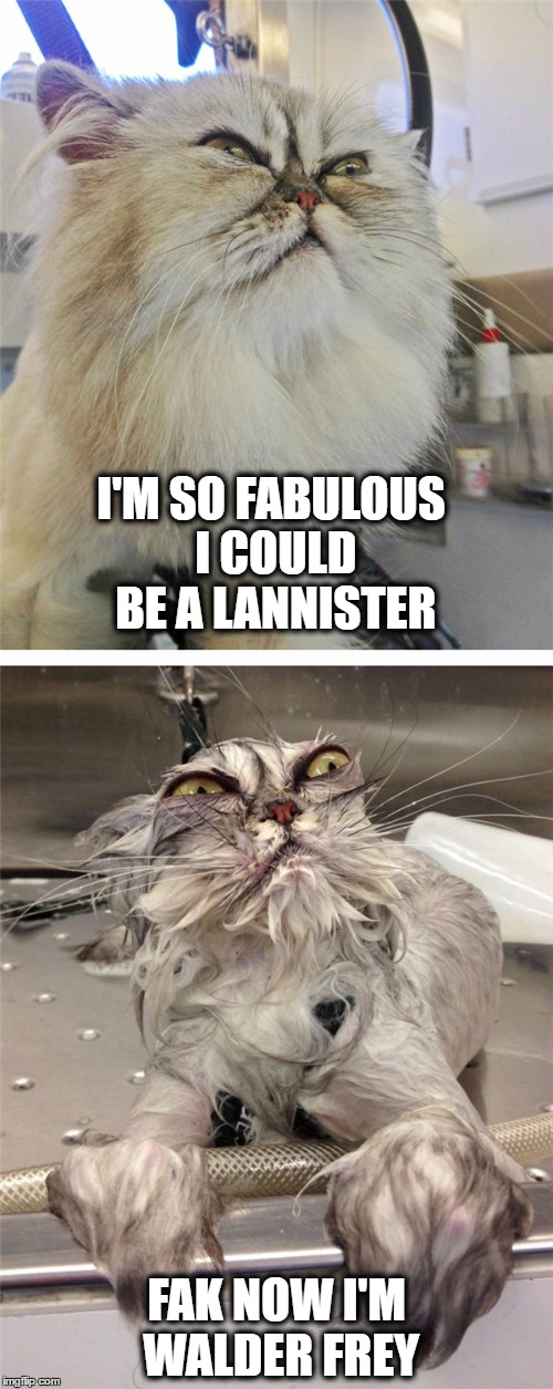 Game of Groans | I'M SO FABULOUS I COULD BE A LANNISTER; FAK NOW I'M WALDER FREY | image tagged in game of thrones,cats,ugly,funny,lannister,walder frey | made w/ Imgflip meme maker