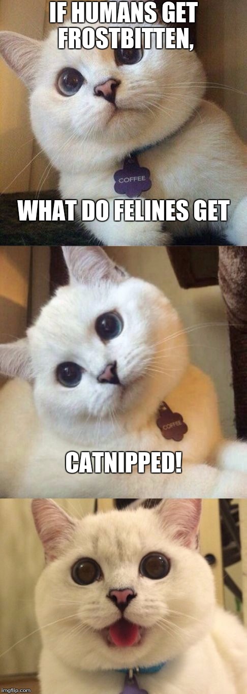 Frostbitten Felines | IF HUMANS GET FROSTBITTEN, WHAT DO FELINES GET; CATNIPPED! | image tagged in bad pun cat,frosty,cats,feline,catnip,memes | made w/ Imgflip meme maker