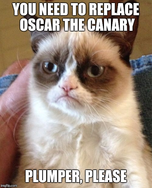 Grumpy Cat | YOU NEED TO REPLACE OSCAR THE CANARY; PLUMPER, PLEASE | image tagged in memes,grumpy cat | made w/ Imgflip meme maker