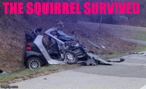 THE SQUIRREL SURVIVED | made w/ Imgflip meme maker