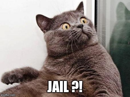 surprised cat | JAIL ?! | image tagged in surprised cat | made w/ Imgflip meme maker