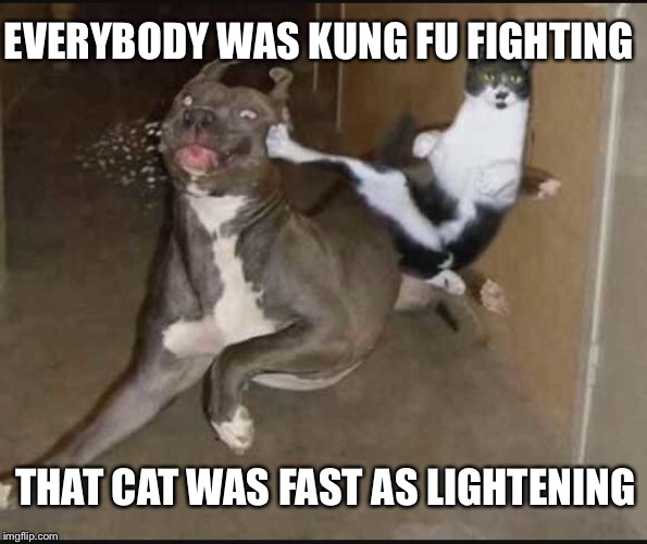 There was funky Billy Chin and little Sammy Chong Oh-hoh-hoh-hoahOh-hoh-hoh-hoah | EVERYBODY WAS KUNG FU FIGHTING; THAT CAT WAS FAST AS LIGHTENING | image tagged in memes,funny,kung fu,cats,dogs,song lyrics | made w/ Imgflip meme maker