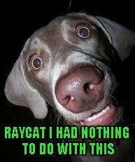 RAYCAT I HAD NOTHING TO DO WITH THIS | made w/ Imgflip meme maker