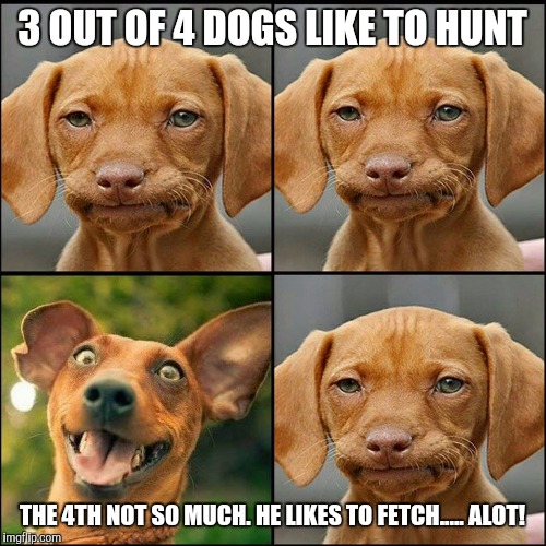 SPOILED PUPPY | 3 OUT OF 4 DOGS LIKE TO HUNT; THE 4TH NOT SO MUCH. HE LIKES TO FETCH..... ALOT! | image tagged in spoiled puppy | made w/ Imgflip meme maker