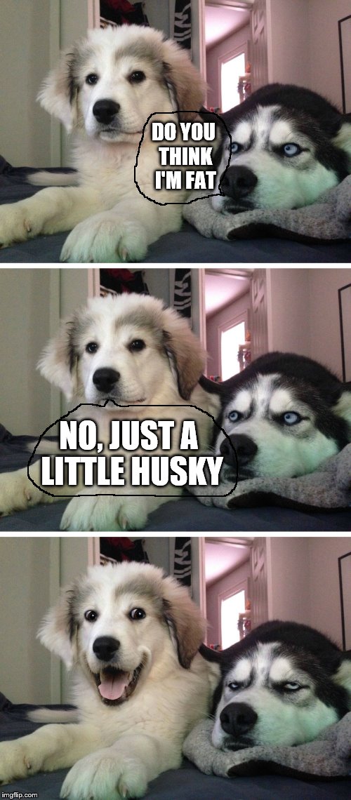 Just a little Husky! | DO YOU THINK I'M FAT; NO, JUST A LITTLE HUSKY | image tagged in bad pun dogs,dogs,funny dogs,husky,dog joke,husky dog | made w/ Imgflip meme maker