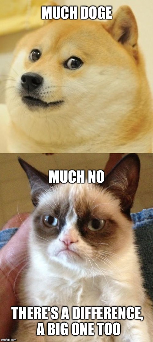 There's a difference | MUCH DOGE; MUCH NO; THERE'S A DIFFERENCE, A BIG ONE TOO | image tagged in doge,grumpy cat,too much funny | made w/ Imgflip meme maker