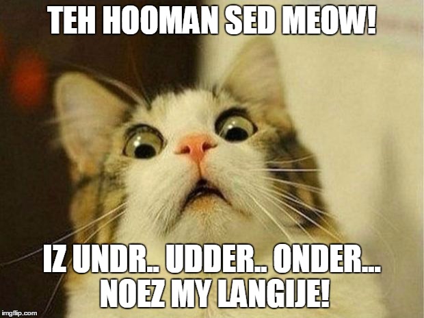 Scared Cat Meme | TEH HOOMAN SED MEOW! IZ UNDR.. UDDER.. ONDER... NOEZ MY LANGIJE! | image tagged in memes,scared cat | made w/ Imgflip meme maker
