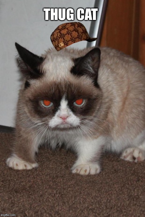Grumpy Cat red eyes | THUG CAT | image tagged in grumpy cat red eyes,scumbag | made w/ Imgflip meme maker