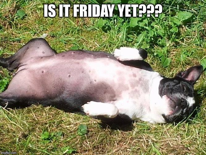Boston terrier  | IS IT FRIDAY YET??? | image tagged in boston terrier | made w/ Imgflip meme maker