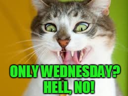 Wednesday | ONLY WEDNESDAY?   HELL, NO! | image tagged in cat,work | made w/ Imgflip meme maker