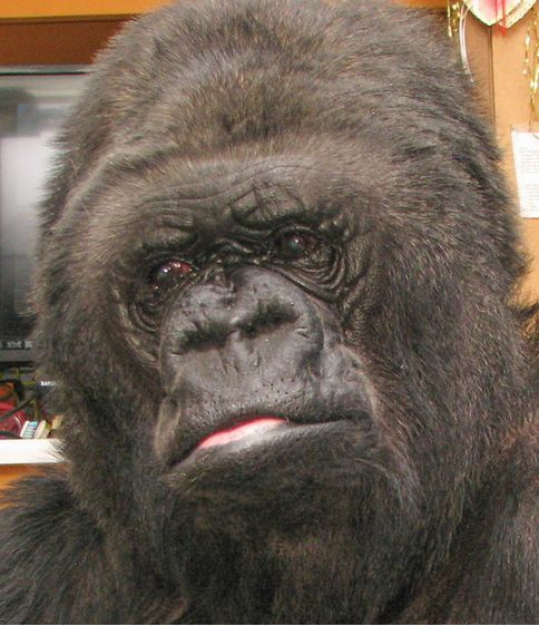 High Quality Koko Gorilla Blank Meme Template