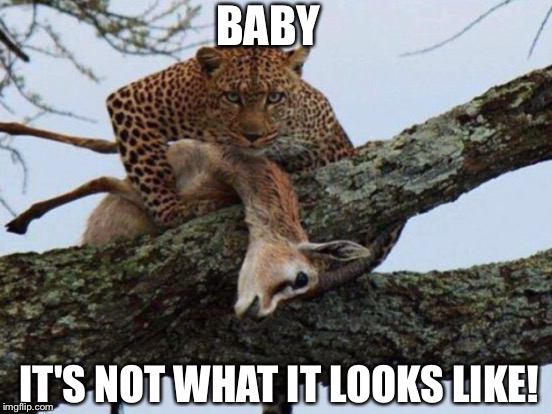 BABY; IT'S NOT WHAT IT LOOKS LIKE! | image tagged in leopard | made w/ Imgflip meme maker