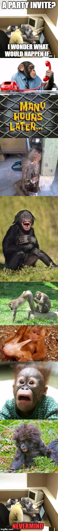 He senses monkey business. | A PARTY INVITE? I WONDER WHAT WOULD HAPPEN IF... NEVERMIND | image tagged in monkey,funny,meme,animals,oh look a tag,oh look another redundant useless tag | made w/ Imgflip meme maker