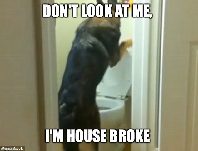 DON'T LOOK AT ME, I'M HOUSE BROKE | made w/ Imgflip meme maker