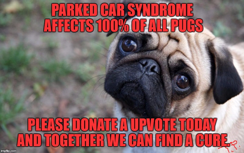 Parked car syndrome | PARKED CAR SYNDROME AFFECTS 100% OF ALL PUGS; PLEASE DONATE A UPVOTE TODAY AND TOGETHER WE CAN FIND A CURE. | image tagged in original meme,pugs,funny,funny meme,too funny,animal | made w/ Imgflip meme maker
