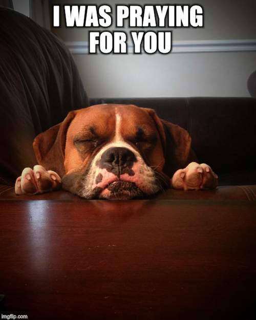 Prayer dog | I WAS PRAYING FOR YOU | image tagged in prayer dog | made w/ Imgflip meme maker