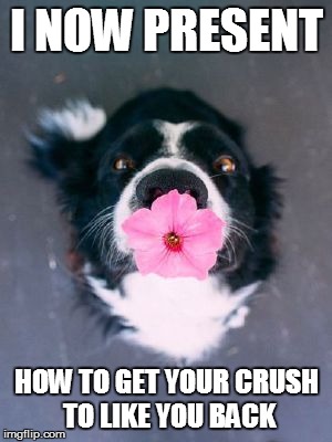 I Love You | I NOW PRESENT; HOW TO GET YOUR CRUSH TO LIKE YOU BACK | image tagged in i love you,crush,how to,love,like,upvotes plz | made w/ Imgflip meme maker