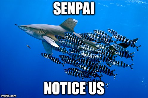 Tsundere Pilot Fish | SENPAI; NOTICE US | image tagged in senpai,shark,pilot fish,senpai notice me,tsundere | made w/ Imgflip meme maker