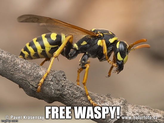 Wasp | FREE WASPY! | image tagged in wasp | made w/ Imgflip meme maker